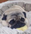 ぶひ可愛い♪パグ・シーズーなど「鼻ぺちゃ犬」作utf-8