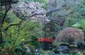 【札幌】1,000坪の日本庭園に桜が咲く6日間限定　創業