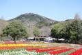 【広島／世羅】チューリップが見ごろを迎えています　