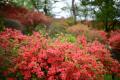 斜面を朱色に染める狭山市の花「ヤマツツジ」