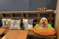 看板犬がいる横浜カフェ「cafe&dining ONE」が「Barky