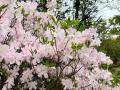かながわ花の名所１００選　箱根強羅公園のシャクナゲ