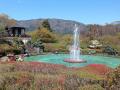 かながわ花の名所１００選　箱根強羅公園のシャクナゲ