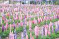 【広島／世羅】約1,000本のふじと彩り豊かなルピナス