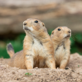 開園100周年、長野県最古の動物園がリニューアルutf-8
