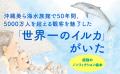 【沖縄で50年間愛されたイルカを描くノンフィクション