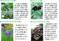 六甲高山植物園 ユニークな姿の人気者「ユキモチutf-8