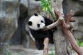 今年２歳を迎えるかわいい双子のパンダに会いに香港へ