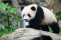 今年２歳を迎えるかわいい双子のパンダに会いに香港へ