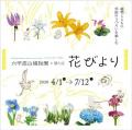 六甲高山植物園 ユニークな姿の人気者 「ユキモチソウ
