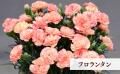 【茨城県常陸太田市】新色登場！母の日カーネーション
