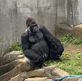 ゴリラの繁殖を目指す千葉市動物公園 本格環境整備に