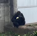 ゴリラの繁殖を目指す千葉市動物公園 本格環境整備に