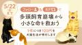 犬猫生活福祉財団、多頭飼育崩壊などの緊急レスキュー
