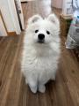 大型犬カフェPawsFanが開業1周年。サモエド「いろは」