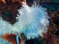 【広島もとまち水族館】ゴールデンウィーク企画「マリ