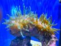 【広島もとまち水族館】ゴールデンウィーク企画「マリ