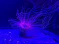 【広島もとまち水族館】ゴールデンウィーク企画「マリ
