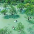 【山形・飯豊町】GWは春だけの絶景「白川湖の水没林」
