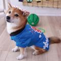 麻混・綿素材を用いた「浴衣コレクション」を4月24日