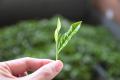 【埼玉県狭山市】狭山新茶まつりの新茶が完成！限定15