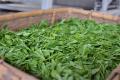【埼玉県狭山市】狭山新茶まつりの新茶が完成！限定15