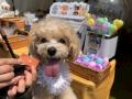 【イベントレポート】Barky Lifeが「YOKOHAMA GOGO DO