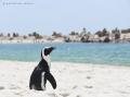本州一早い海開きに「出張ペンギンカフェ＆ペンギンロ