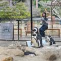 本州一早い海開きに「出張ペンギンカフェ＆ペンギンロ