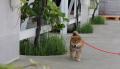 お酒を飲んで保護犬活動を支援する「しばのおんがえし