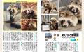 いま「タヌキ」が人気沸騰中？楽天で「日本一」、Amaz