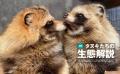 いま「タヌキ」が人気沸騰中？楽天で「日本一」、Amaz