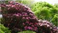 六甲高山植物園 ベストシーズン到来！花木の王様utf-8