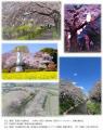 散策できる日本一長い桜回廊を未来へつなぐためのクラ
