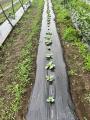 GSアライアンスが、植物、バイオマス由来の生分utf-8