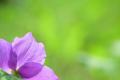 春の花々が続々開花中！5/9（土）～17（日）「シラネ