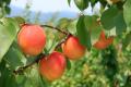 初夏限定の“太陽の果実”あんずをスイーツで。長野のホ