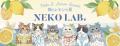 猫好きさんの夏がはじまる。NEKO LABの夏限定スイーツ