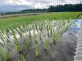 あなたの推し米はどちら？　新潟県・妙高産「コシヒカ