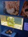 【沖縄】寄生虫をテーマにしたイベント「寄生虫 パラ