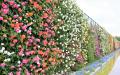 花のステージは、藤の花からローズガーデンへ『５００