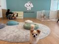 【広島県初出店】動物愛護の先進県・広島に、保護犬猫