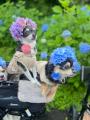 初夏の東京に、奇跡の花景色。「秋川渓谷あじさいまつ