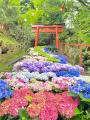 【京都・柳谷観音】初夏の風物詩「あじさいウィーク20