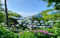 【京都・柳谷観音】初夏の風物詩「あじさいウィーク20