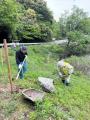 湖東三山・西明寺門前の池寺溜池に桜20本を植樹
