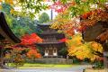 湖東三山・西明寺門前の池寺溜池に桜20本を植樹