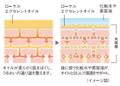 好評につき、今年も登場！2026年5月25日（月）期間限