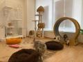 【保護犬猫×就労継続支援】勢いが止まらない「ANELLA 