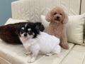 【保護犬猫×就労継続支援】勢いが止まらない「ANELLA 